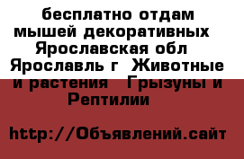 бесплатно отдам мышей декоративных - Ярославская обл., Ярославль г. Животные и растения » Грызуны и Рептилии   